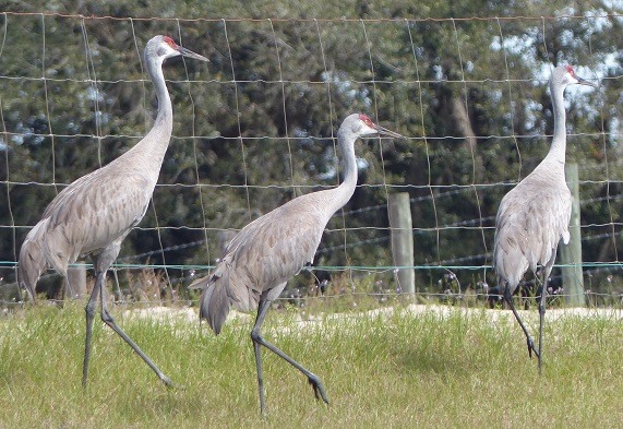 Sandhill cranes at Wendy and Michael